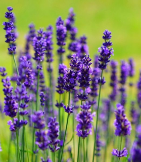 Lavandula angustifolia Ardeche® Blue